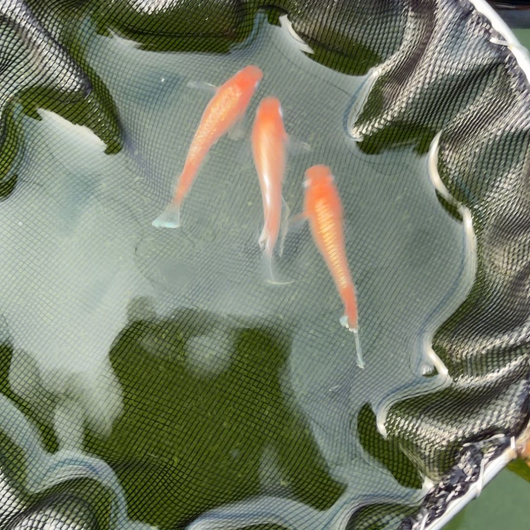 青鳉鱼编号 17 木系红赤壁 3 条送 1 条