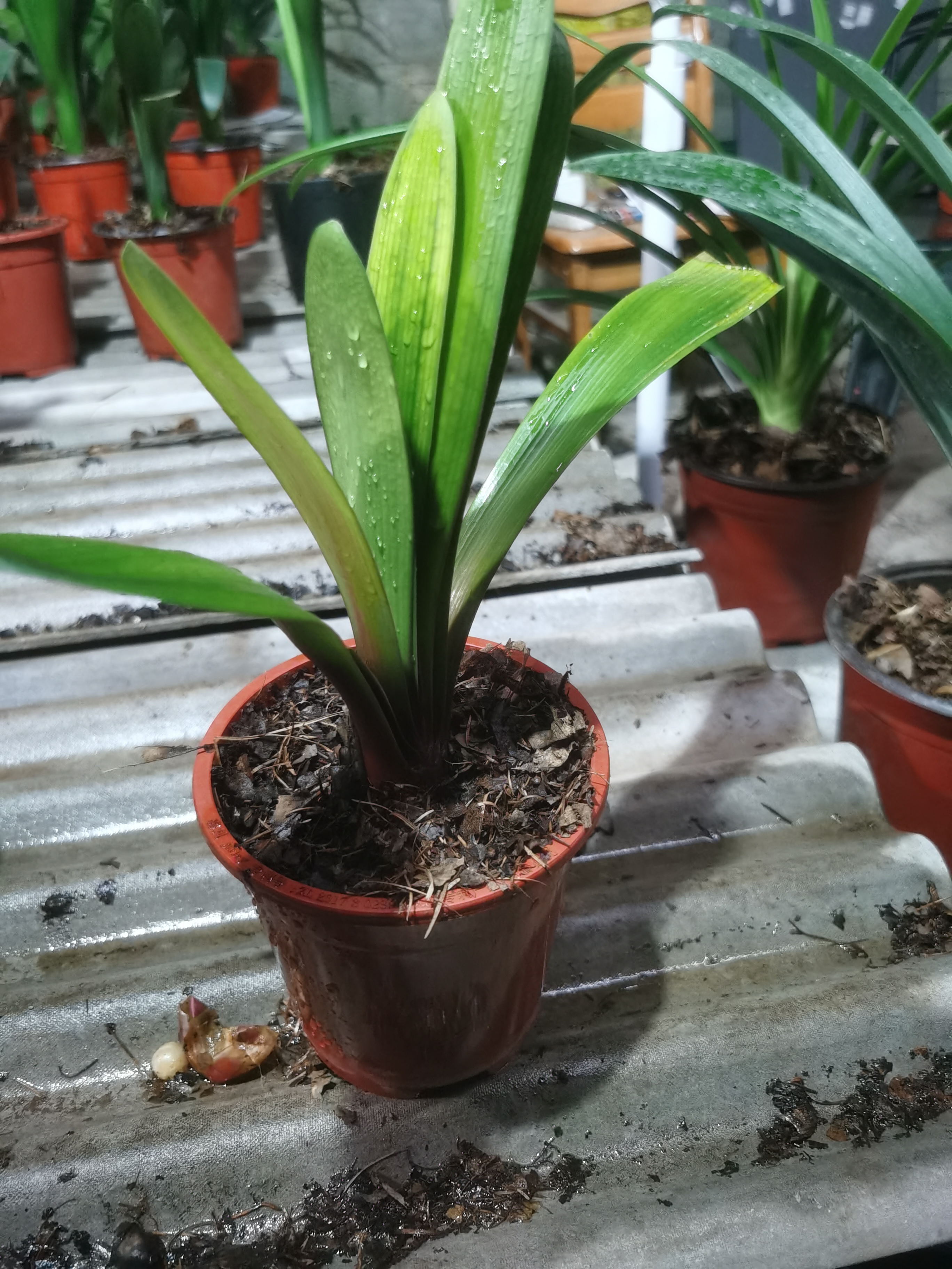 君子兰盆栽四季常青室内绿植蝴蝶兰花苗客厅植物