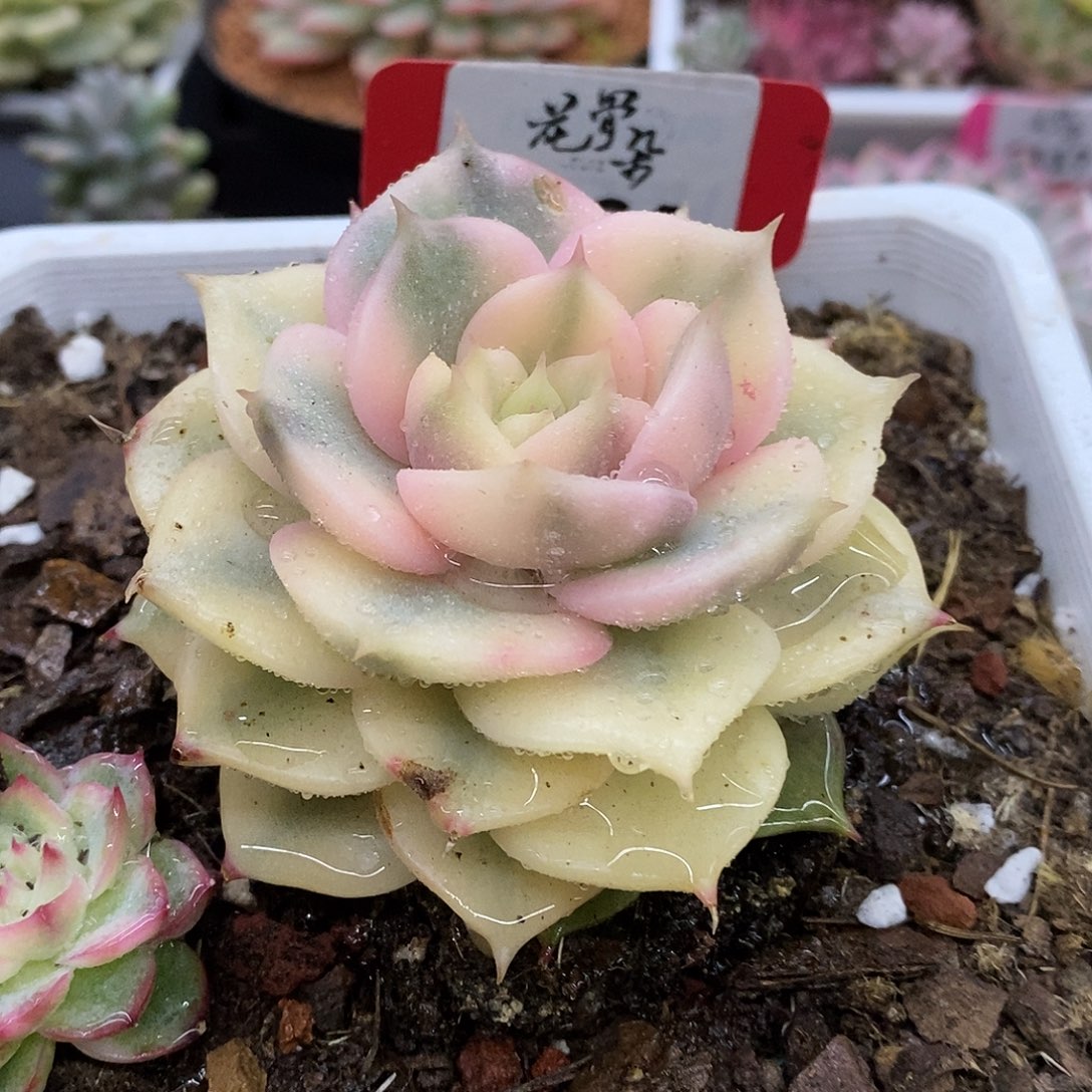 264微瑕疵哈哈哈哈哈哈