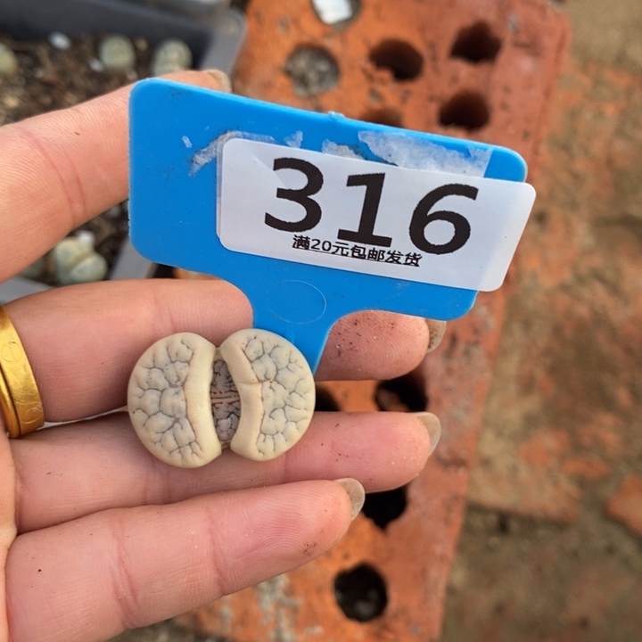 一***道生石花等植物的生长316