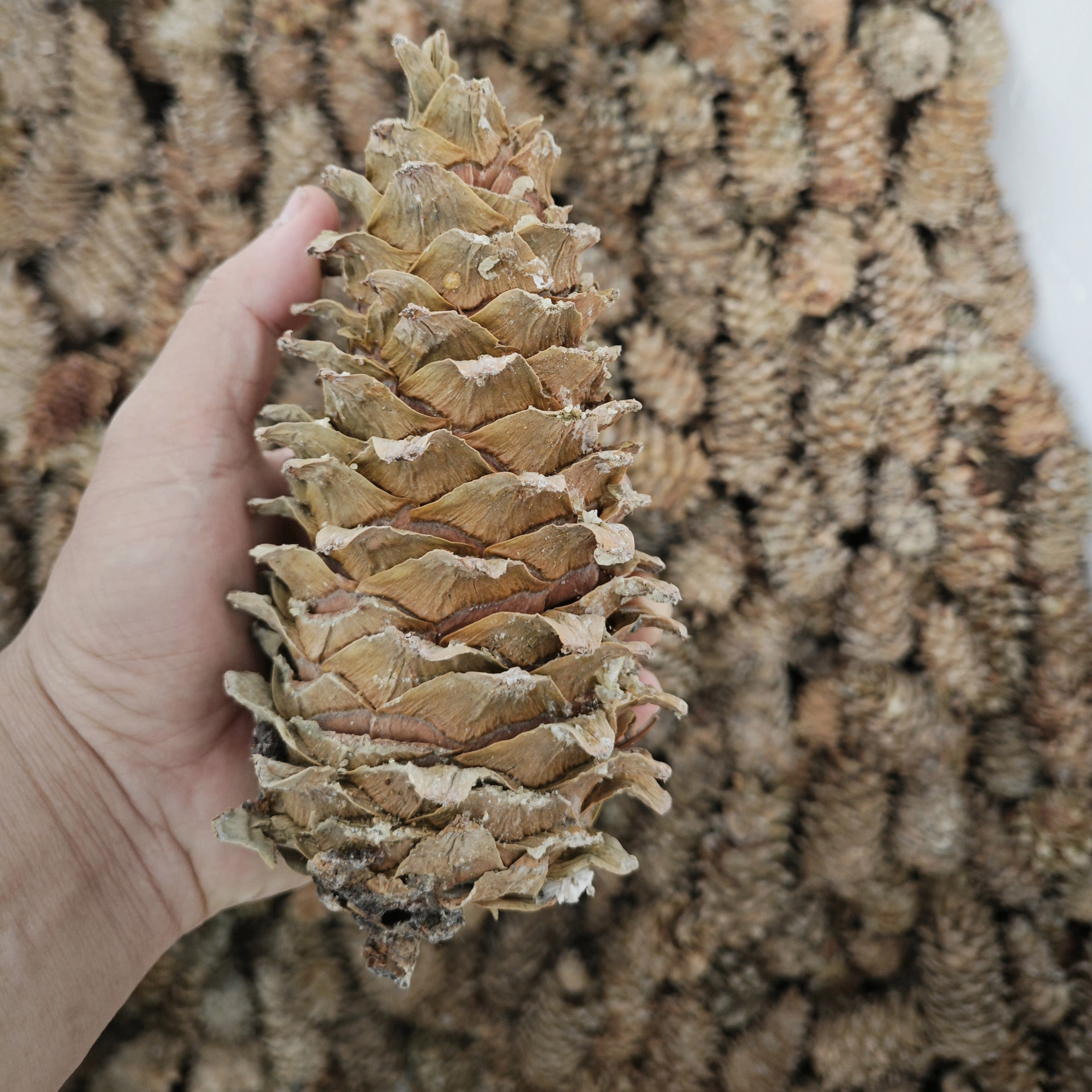 2025东北松塔干货里面有生松子松果圣诞节树装饰挂件松鼠粮食摆件