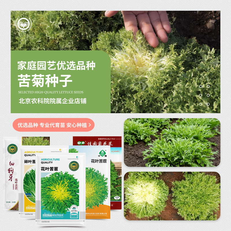 农科院苦苣种子花叶苦菊菜碎叶菊花菜狗牙沙拉菜阳台地栽蔬菜籽孑