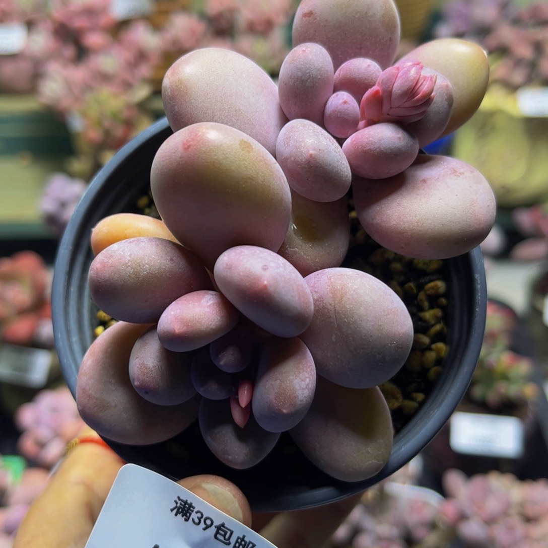 彩虹奶654/8cm多肉