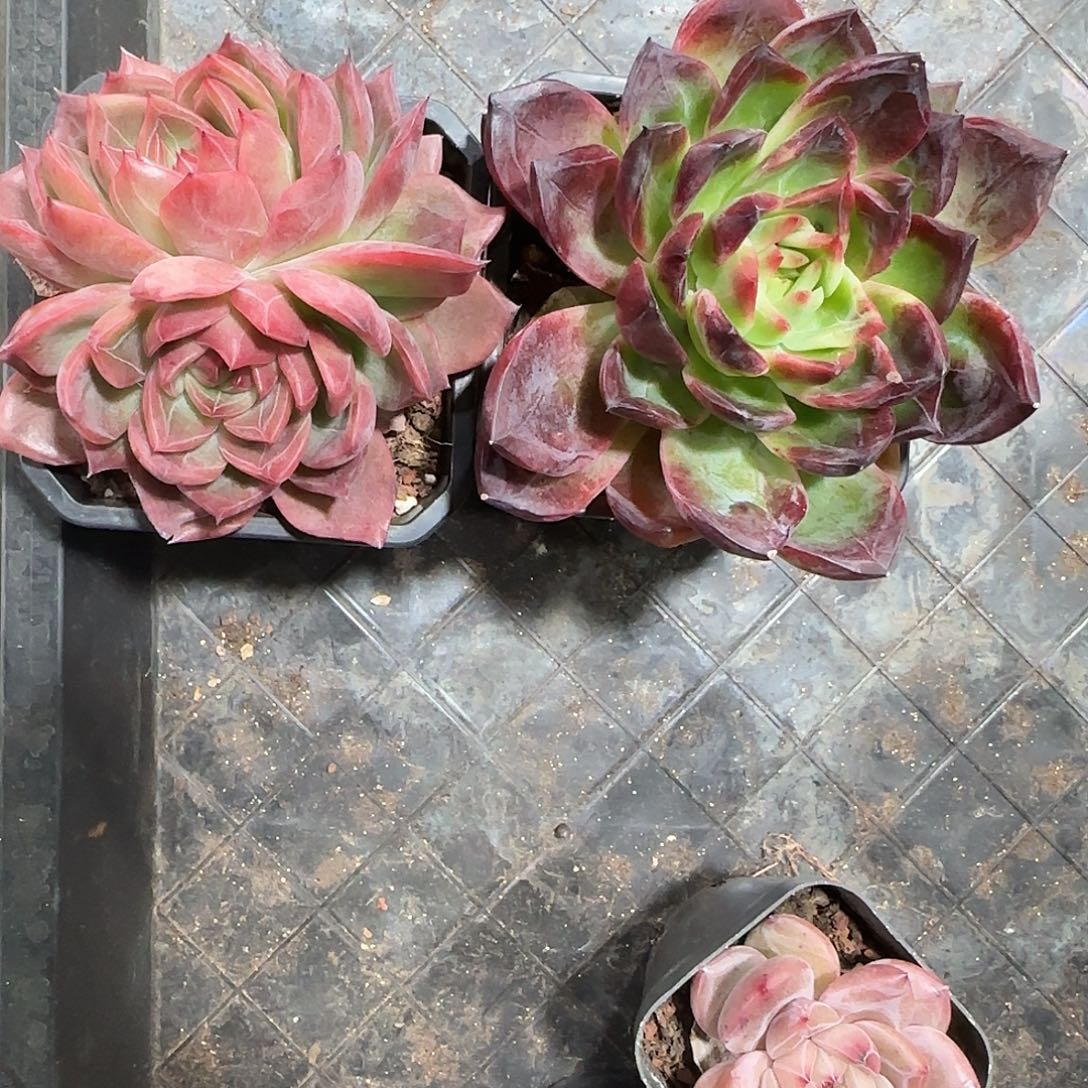 江***枝2颗发货。          