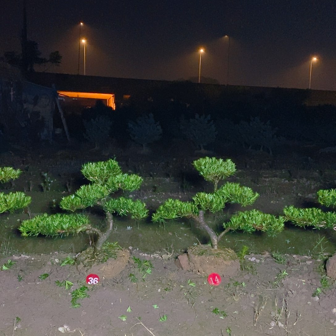 398/2小叶雀舌罗汉松