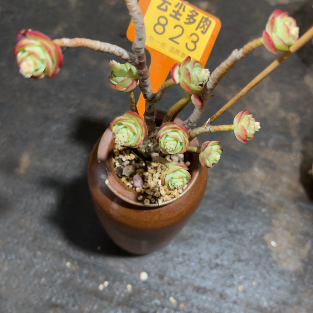 安***雅云尘多肉一物一拍823不含盆