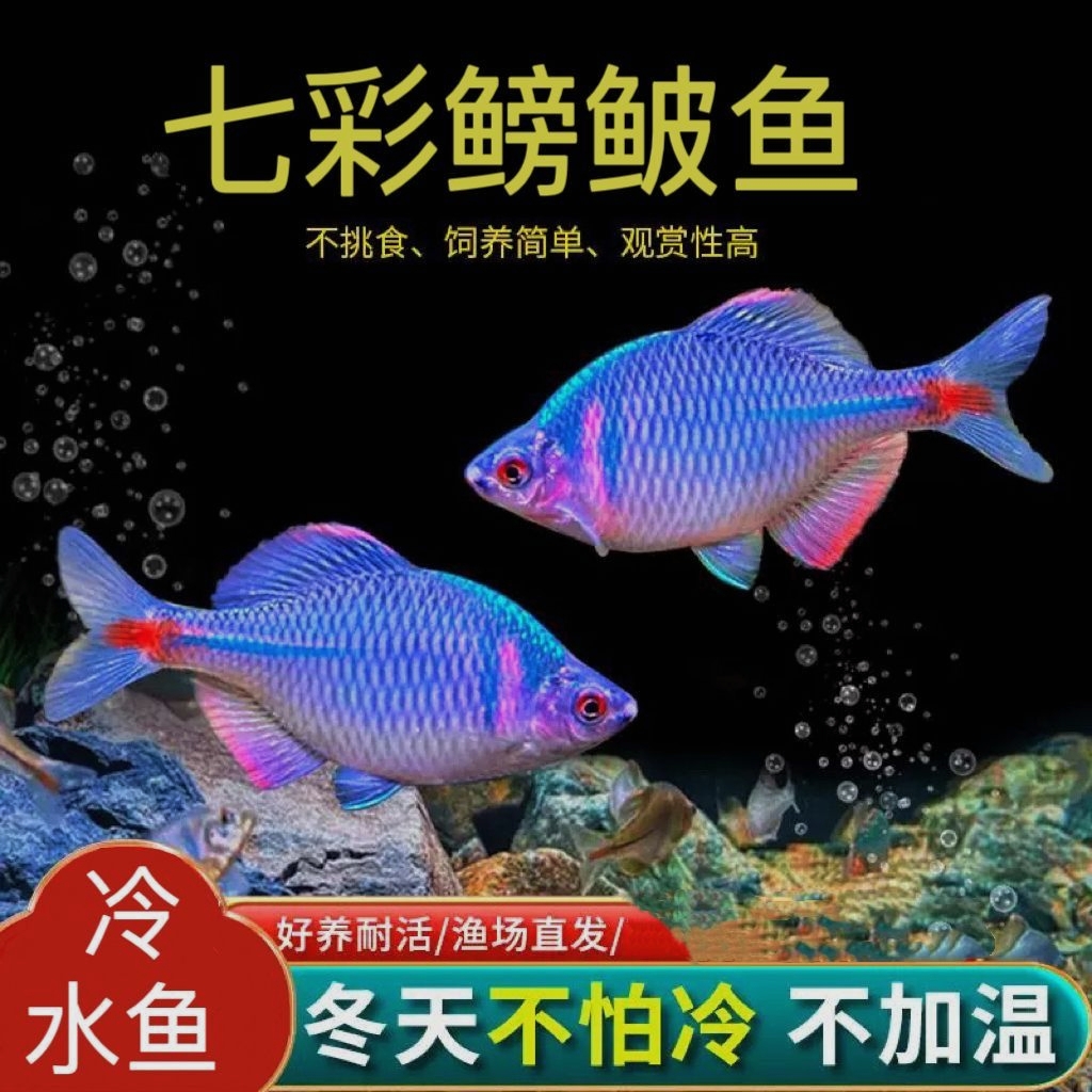 高体鳑鲏鱼淡水鱼七彩旁皮鱼冷水群游好养活