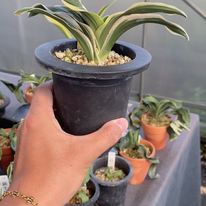 大***工无花朵fdvfdfccvfcdd