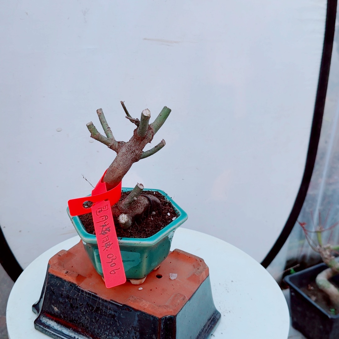 星***映无花朵山红叶老桩