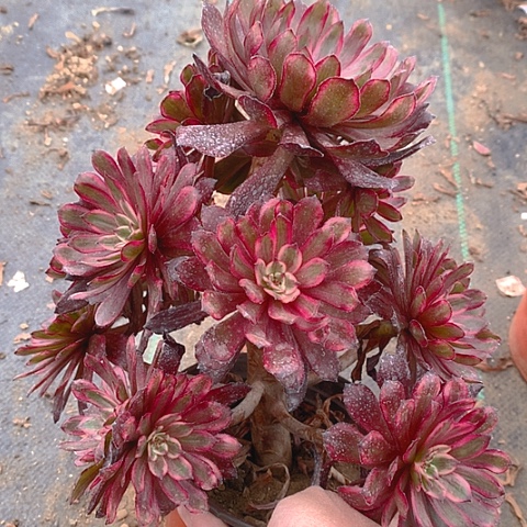 573紫霞仙子多肉植物