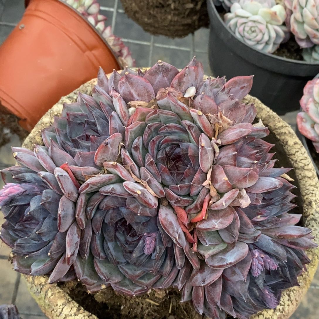 蓝色妖姬大盆整桩，160杯