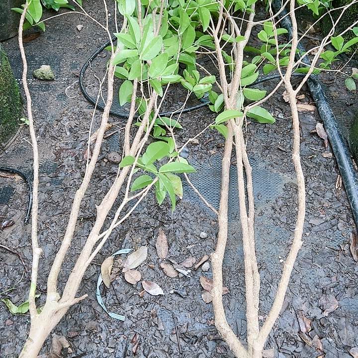 12344554444555加蓬逗*子