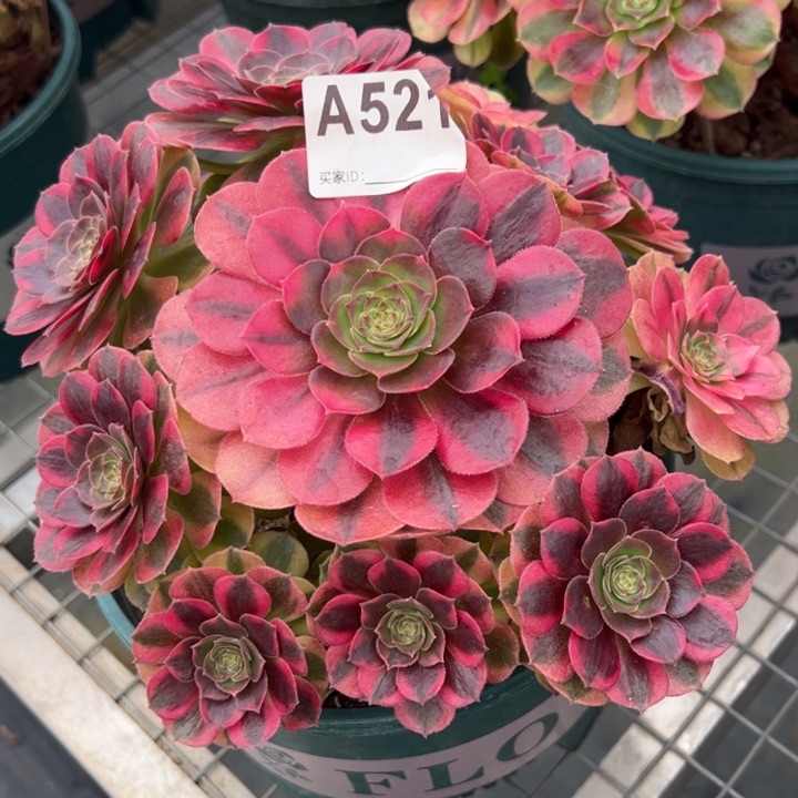 521雨荷20厘米左右