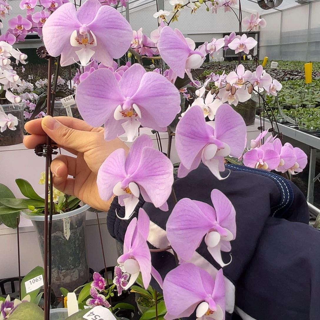 大量花朵（建议范围：8朵-15朵 或40%以上）编号1054M68交桑德