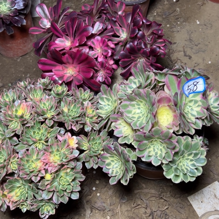 多肉植物砍过朵朵58