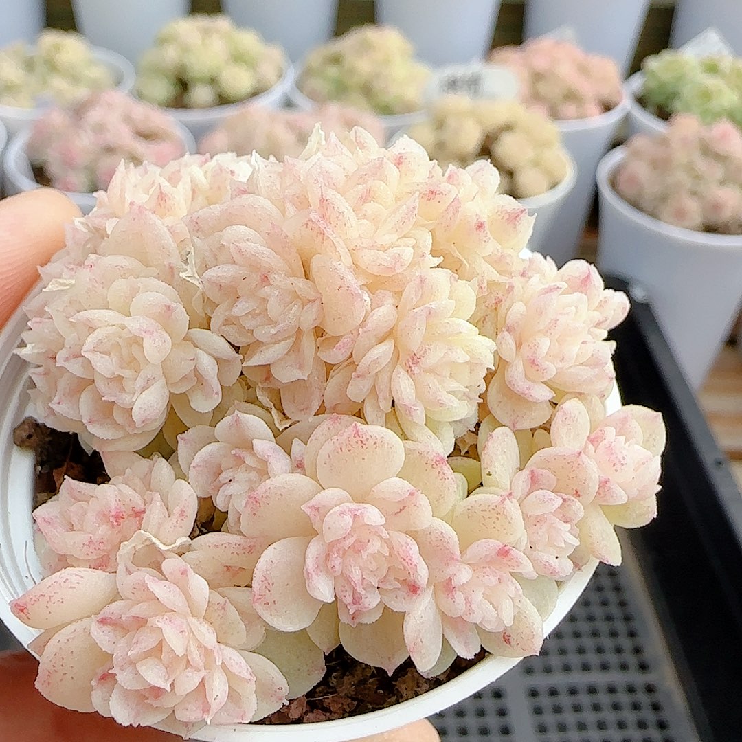 1213-69（烟花）优选 多肉