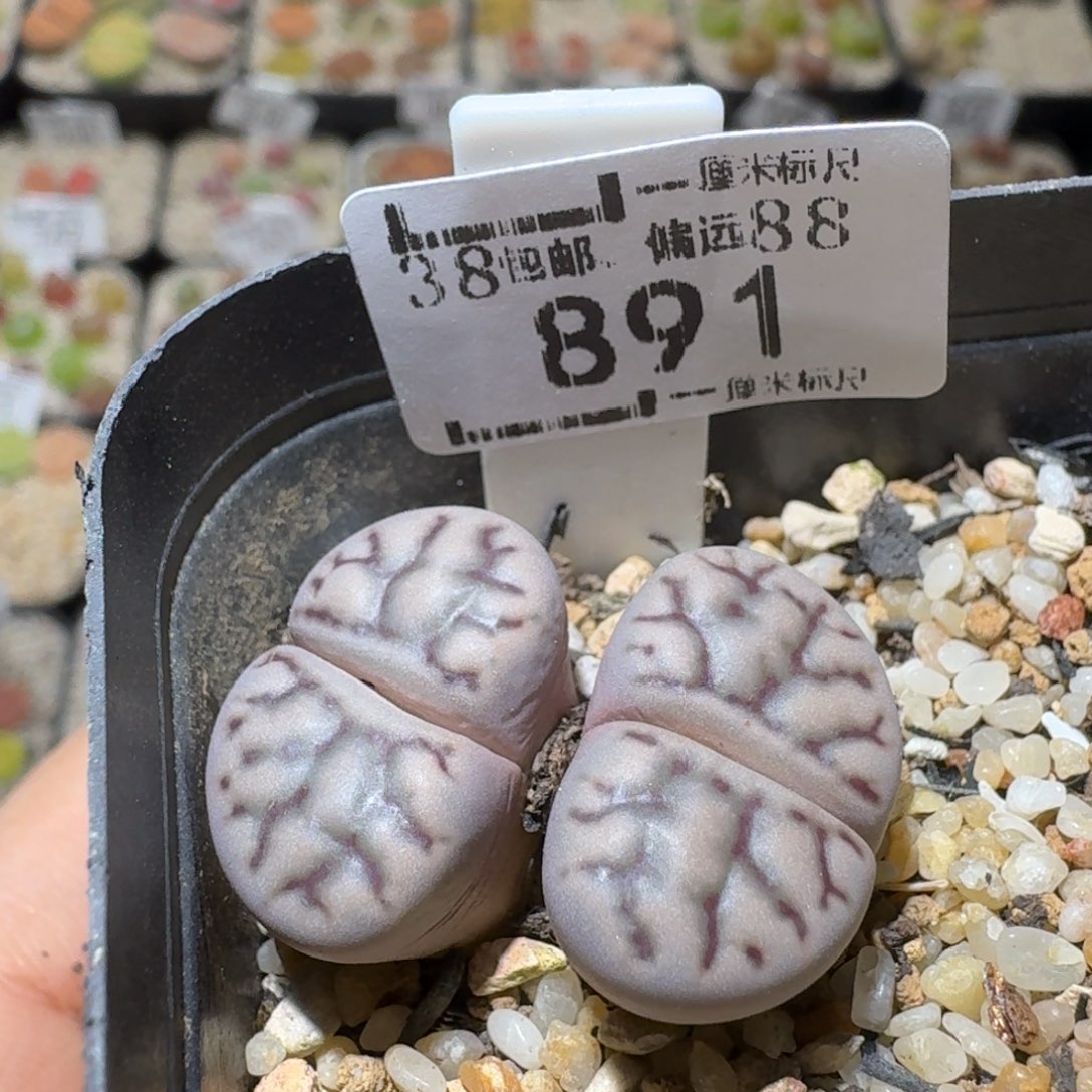 Sss精品便宜了891