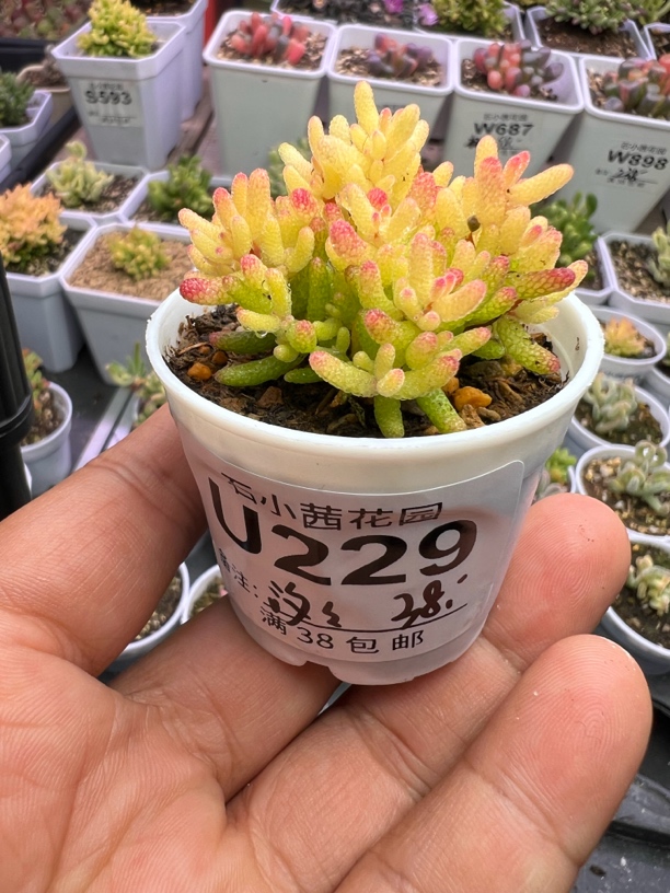 汐汐专拍多肉植物枝干番杏假飞机株