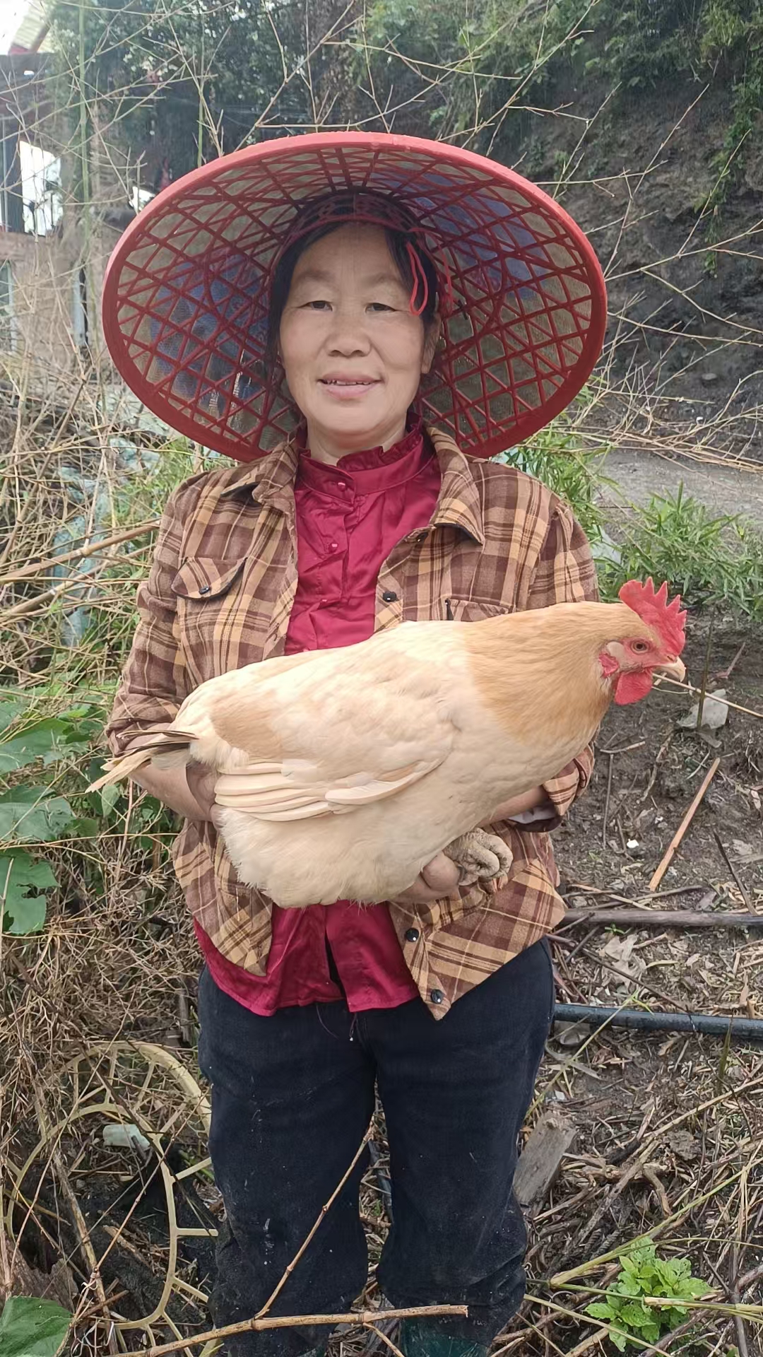 湖南新化正宗五黑土鸡一只现称现卖一物一拍顺丰包邮