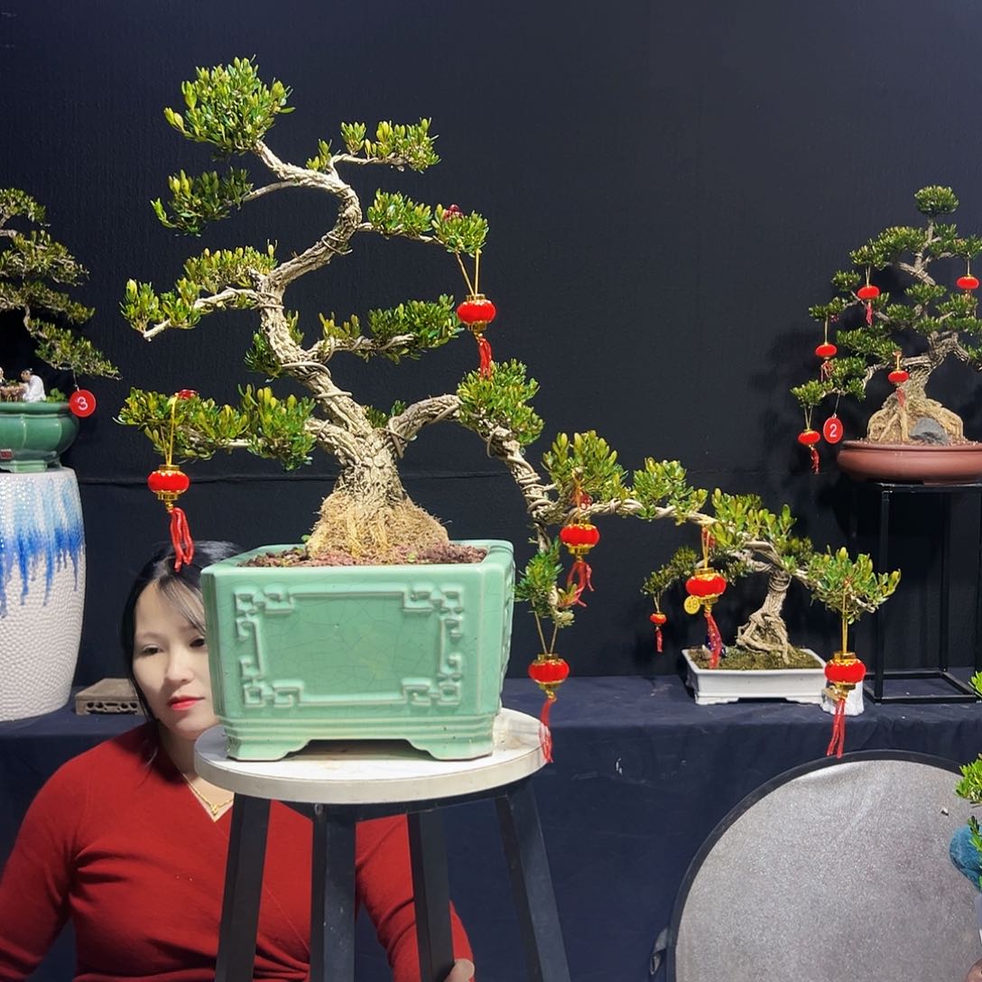 绿植广东皱皮黄杨木