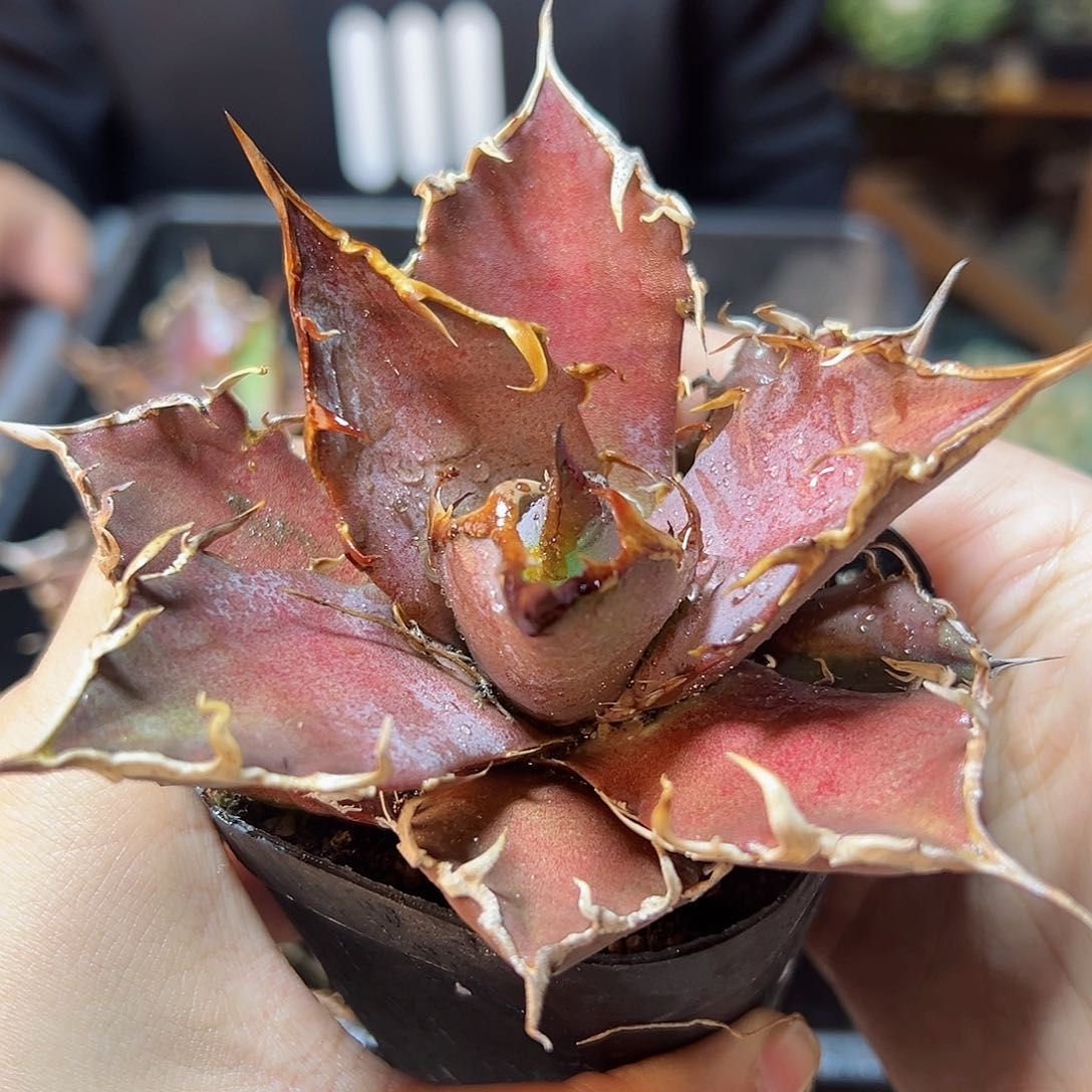 精控凯撒9公分脱土