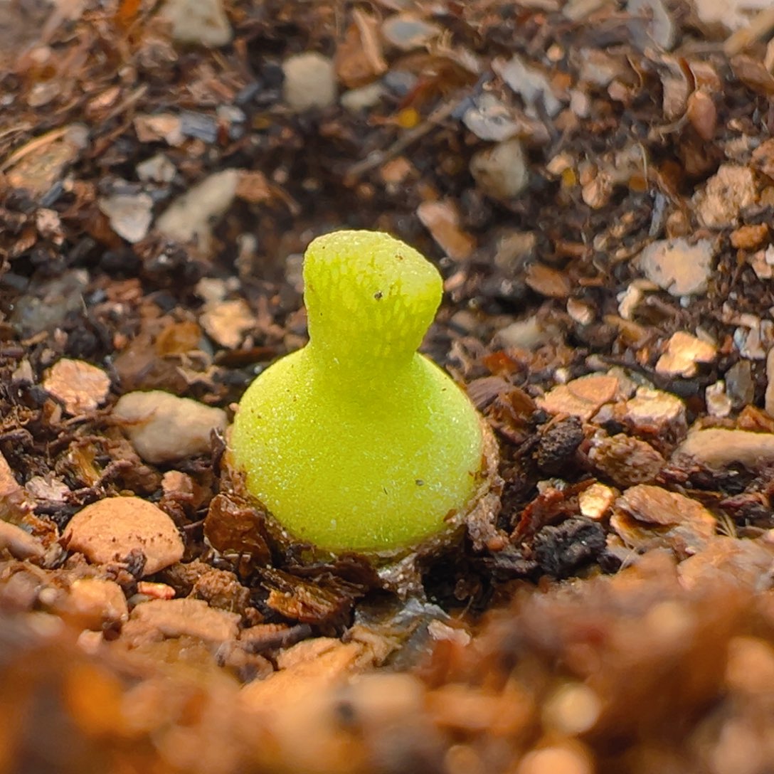 180多肉植物百科知识