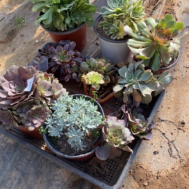 9颗多肉断头不包1736