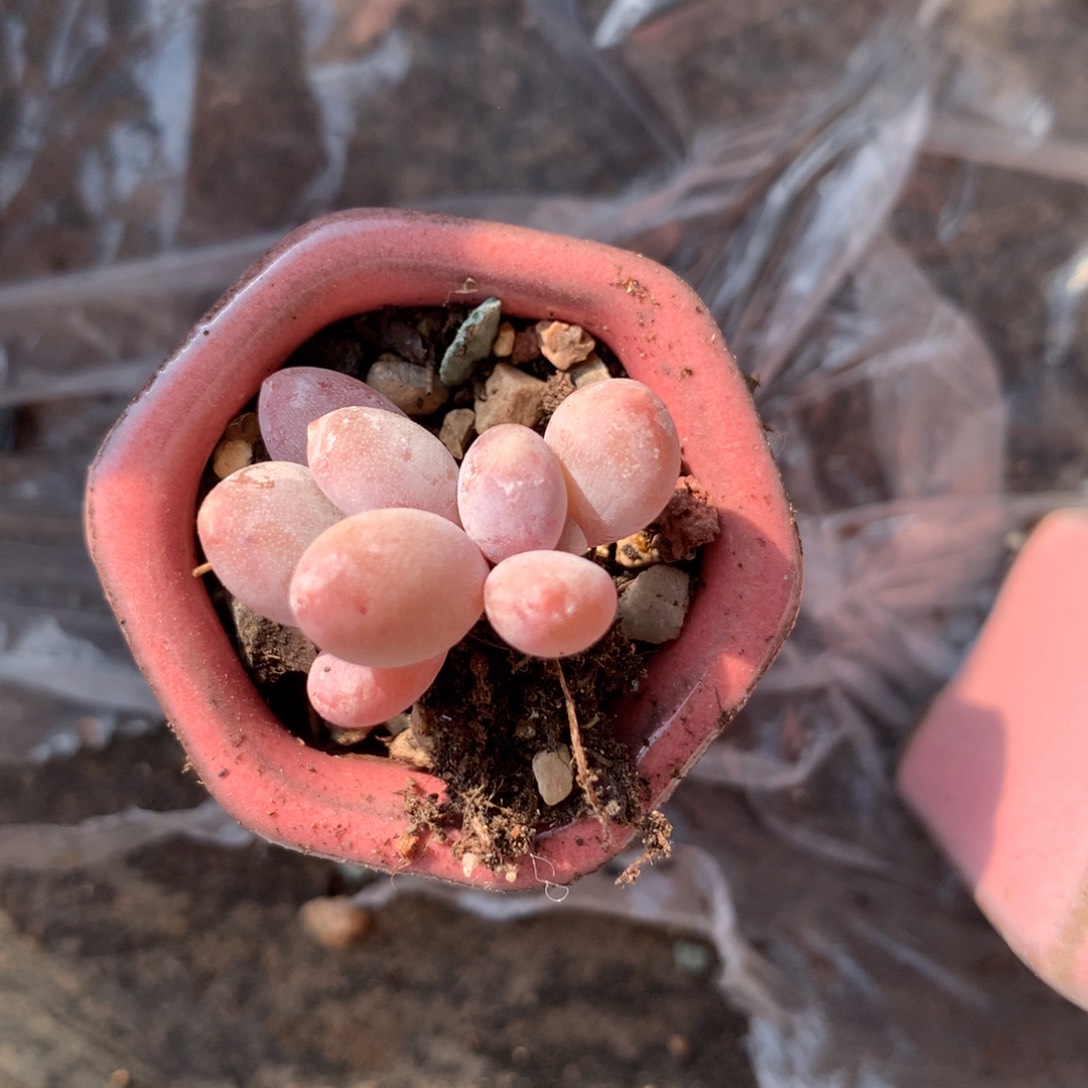 咖啡猫奶酪多肉。