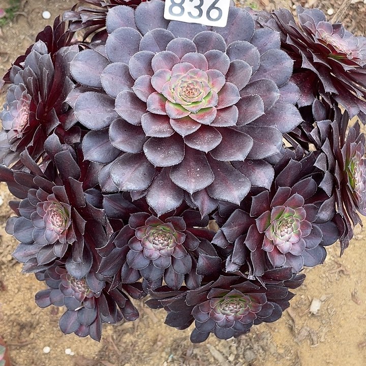 836黑铜壶多肉植物