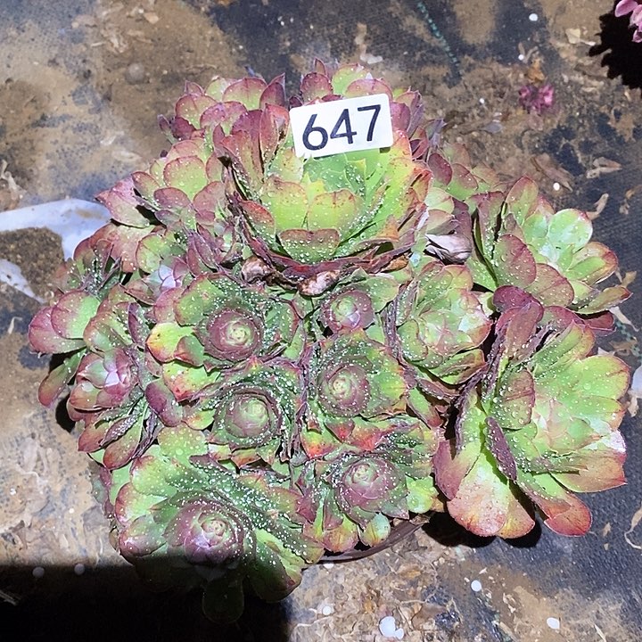 多肉植物法师647万圣节