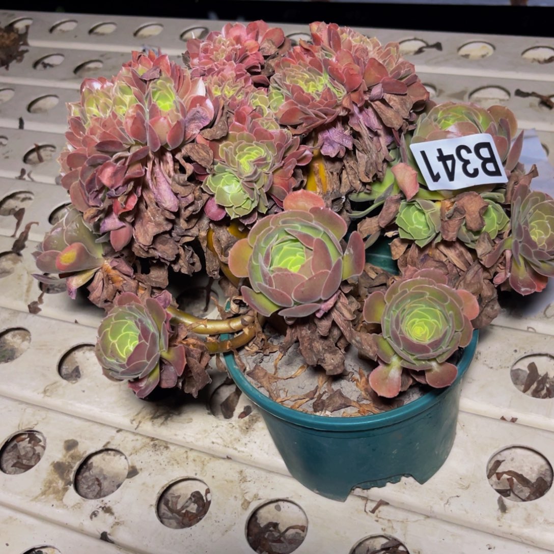 荷兰法师7–34包邮