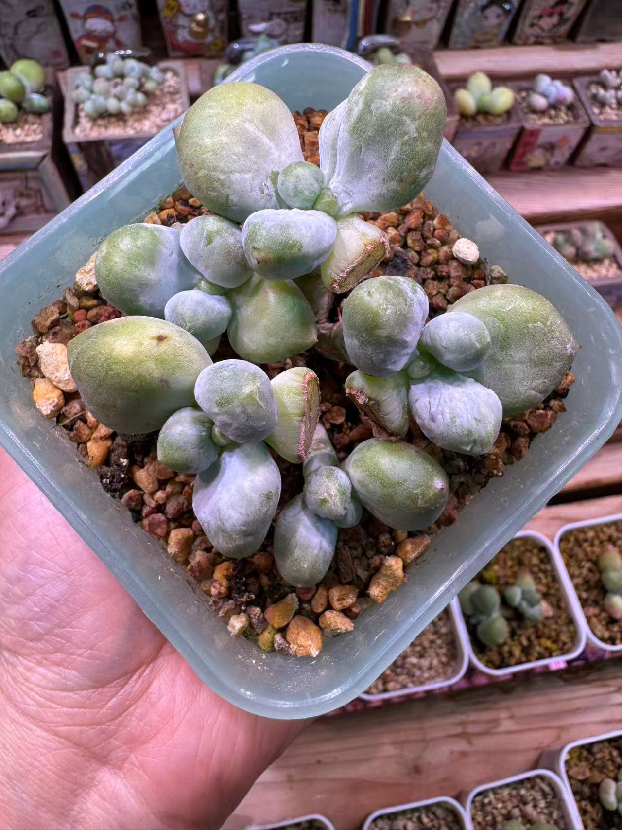 乌利维亚花卉盆栽