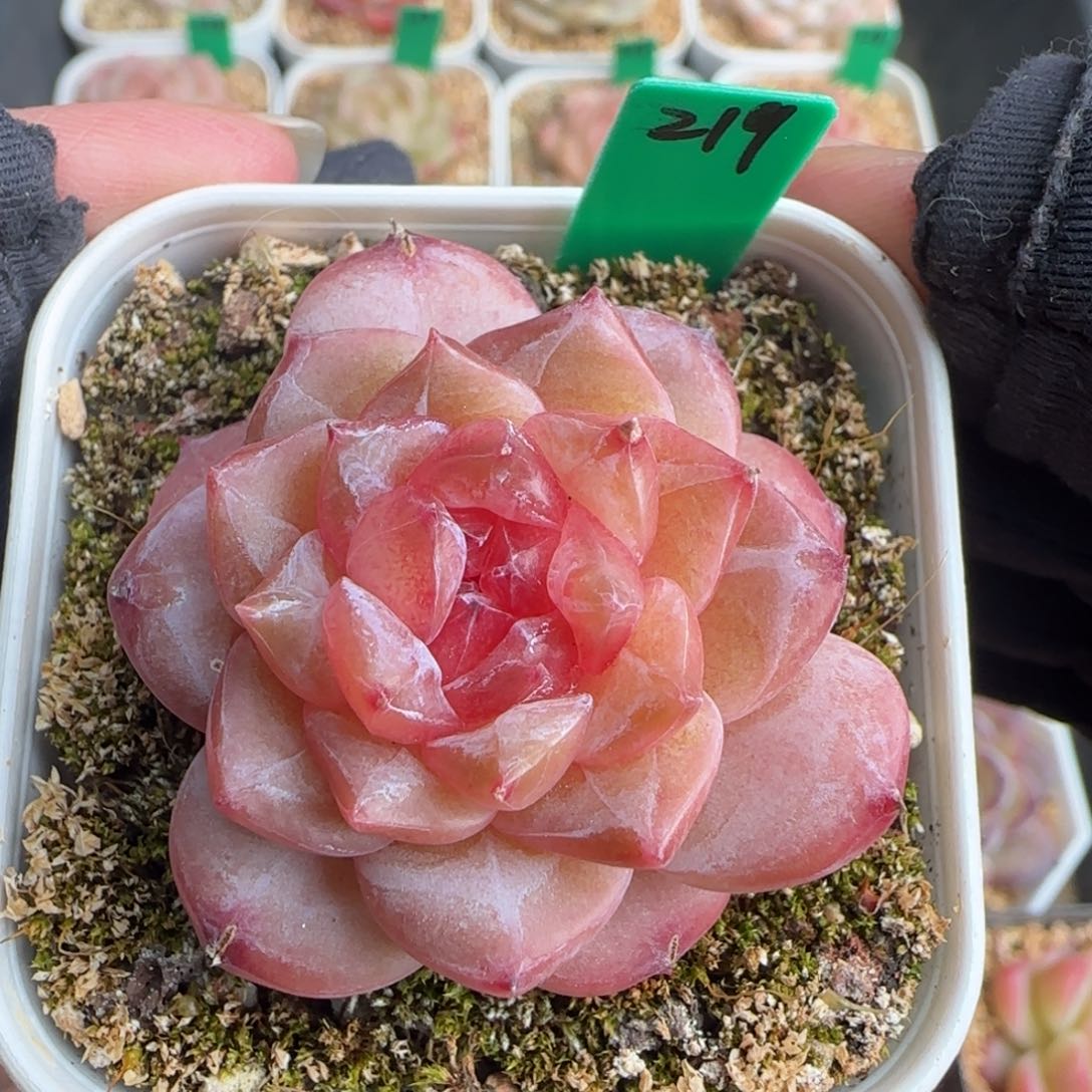 多肉219   糖心   5厘米盆