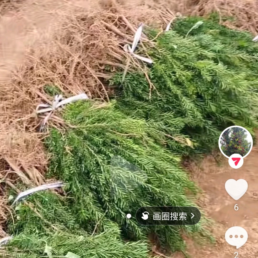 曼地亚红豆杉母树苗