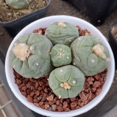 实生海鲜多头群8仙人球