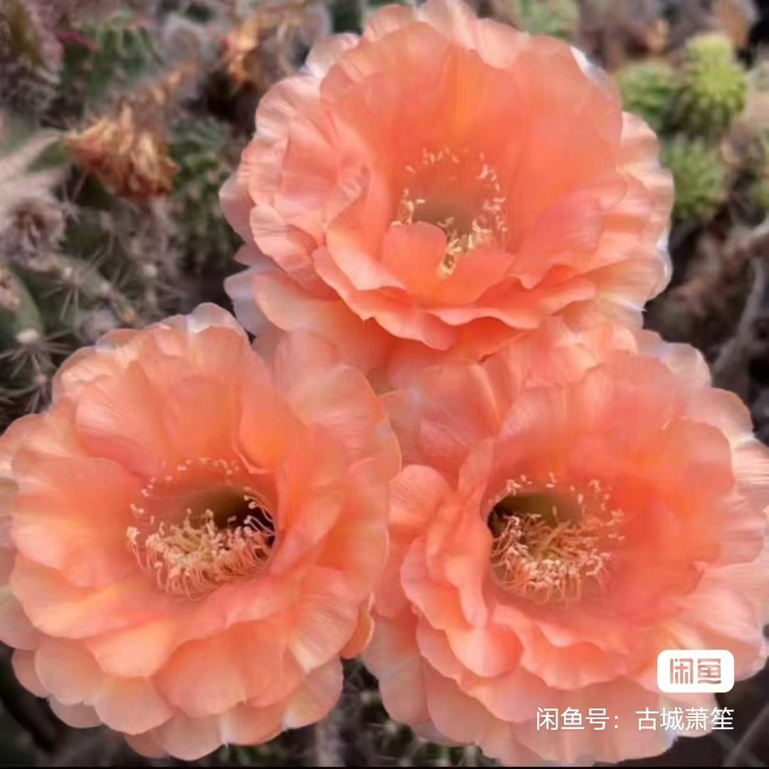 自根温柔彩草，尺寸以直播间为准，环境不同开花不同介意勿拍