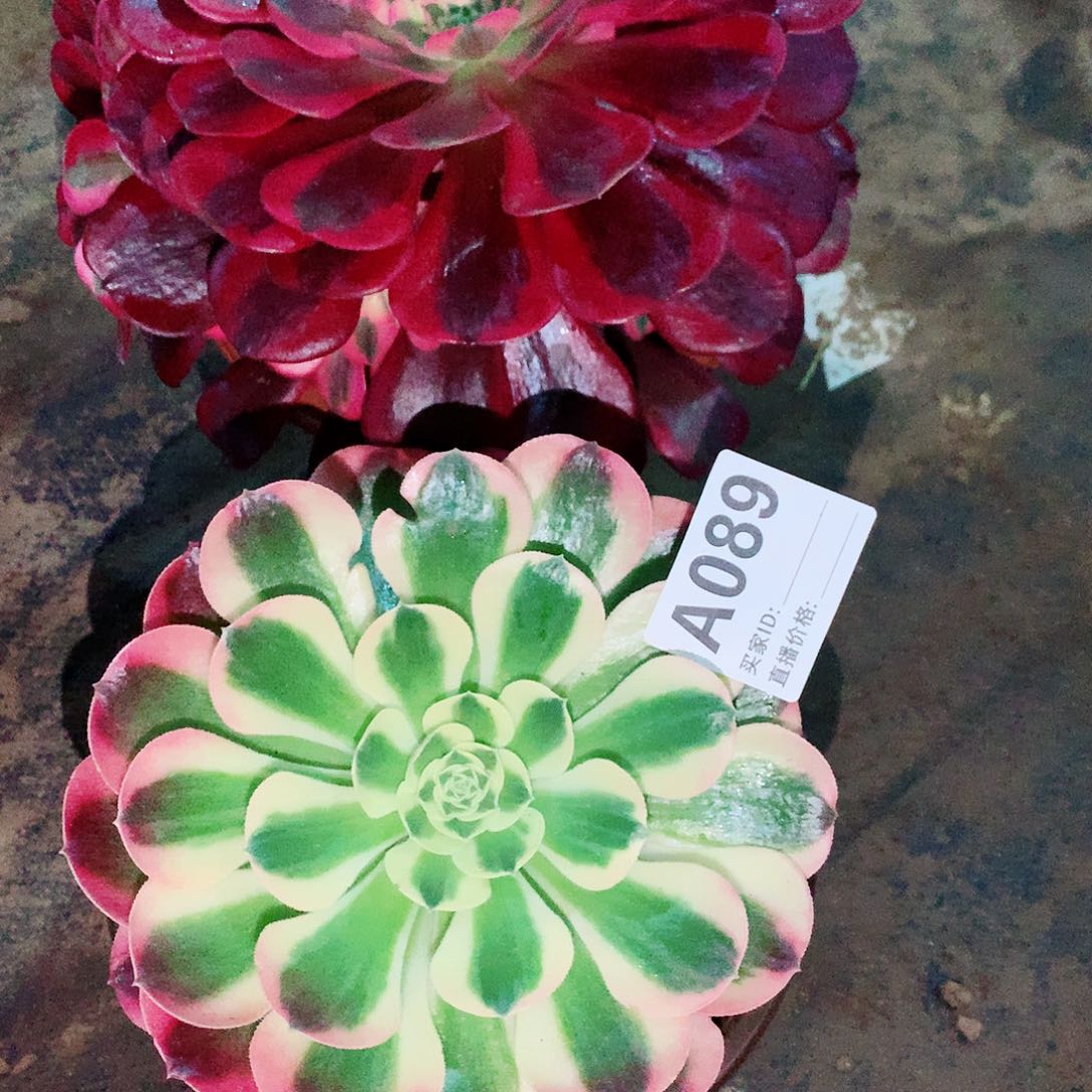 美杜莎加白凤法师089