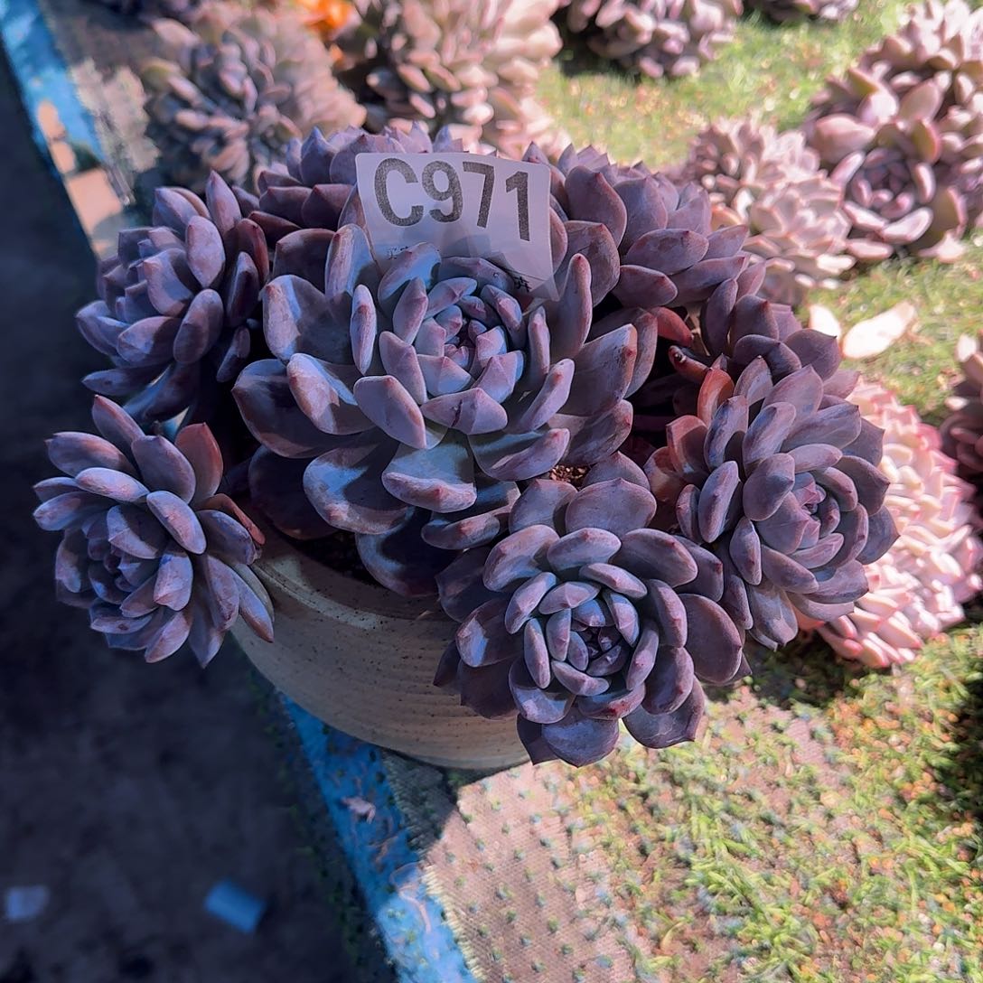 秘***使石榴籽星影呀呀呀呀耶