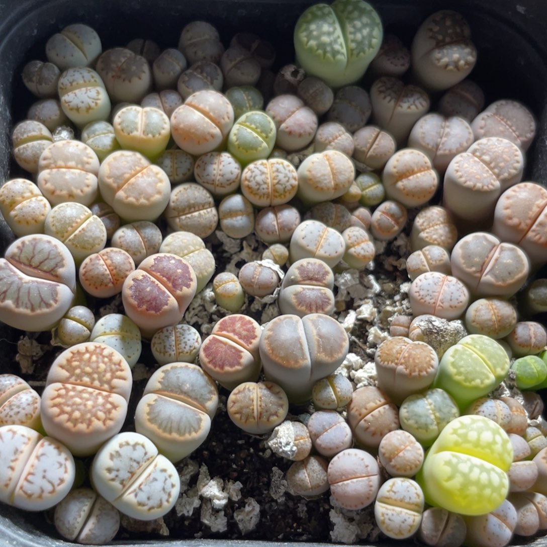 今晚大盆特价更新～20