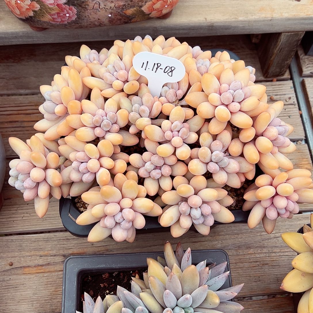 冷***知1119-08韩系美人不知名