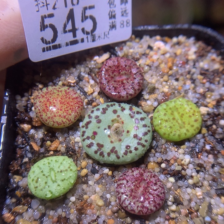 精品生石花218.545
