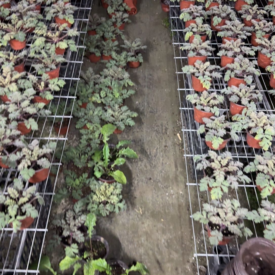 无花朵陕西羽叶4棵