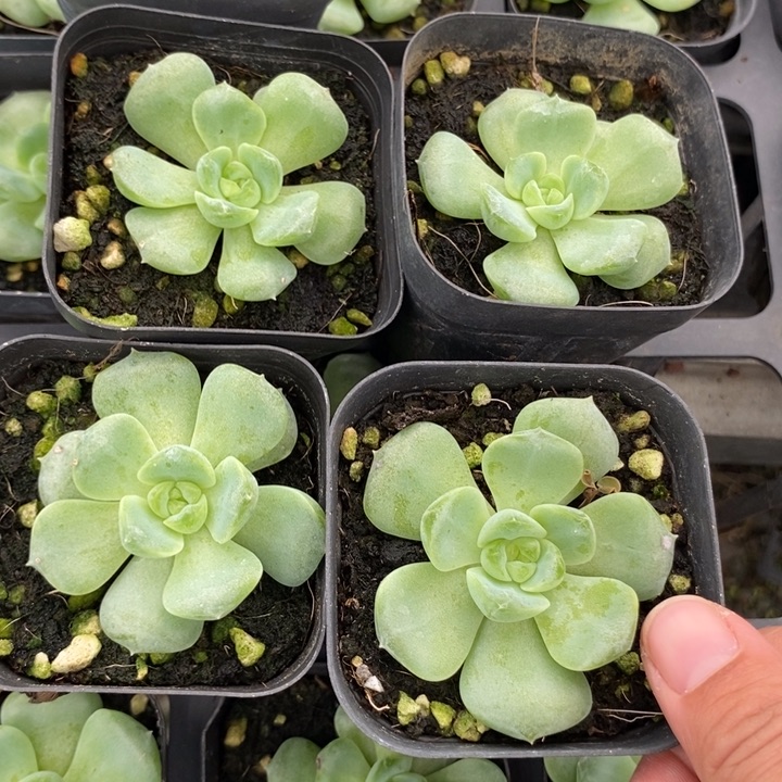 标182良辰一个多肉量拍