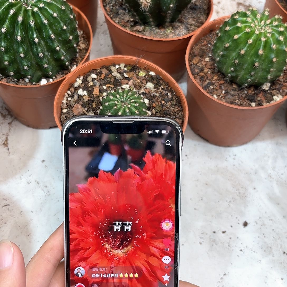 彩草18号3.5公分左右