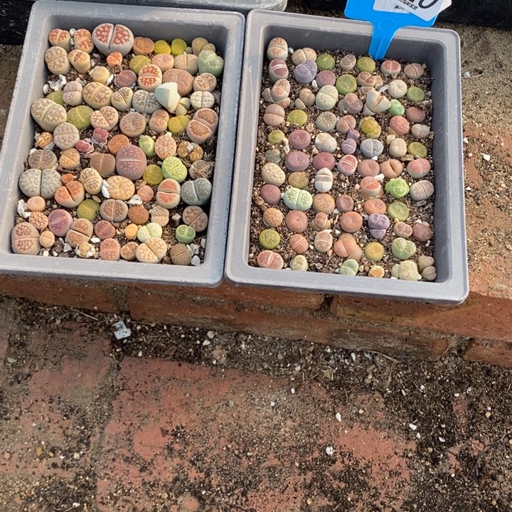 ღ****生石花等植物的生长发育320