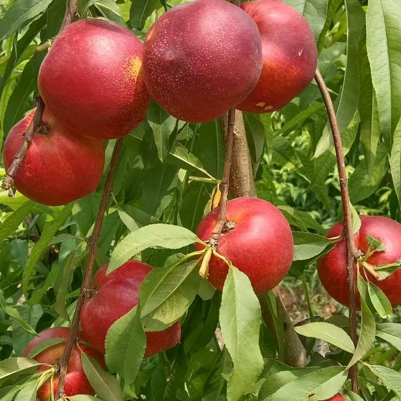 水果树苗桃苗520特早熟油桃5月20成熟