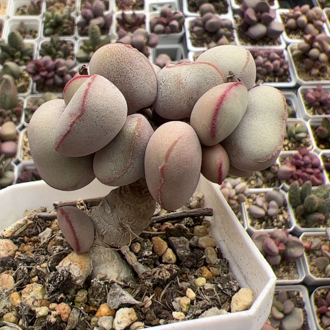 白肌红蛋多头纯木质桩多肉植物