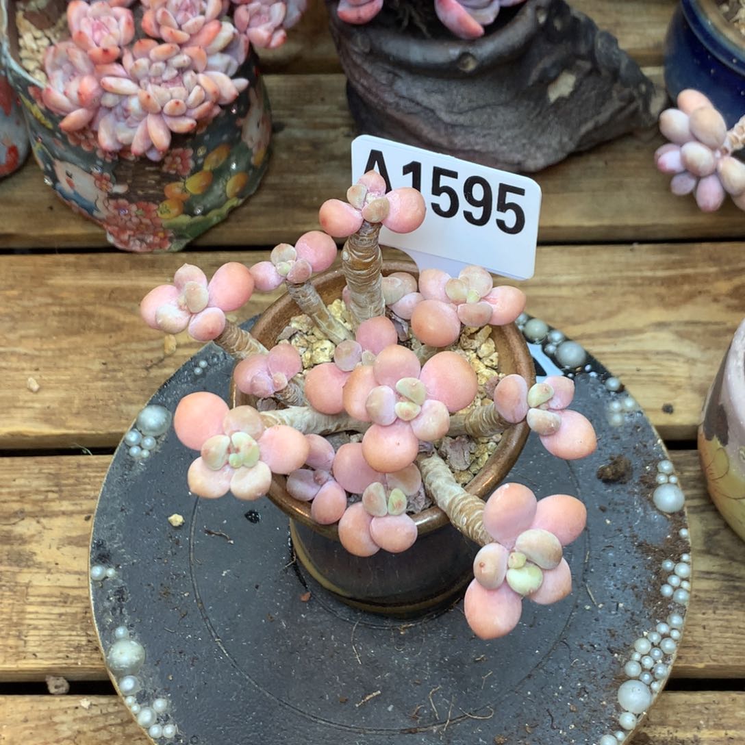A1595 洛神 老桩 无砍