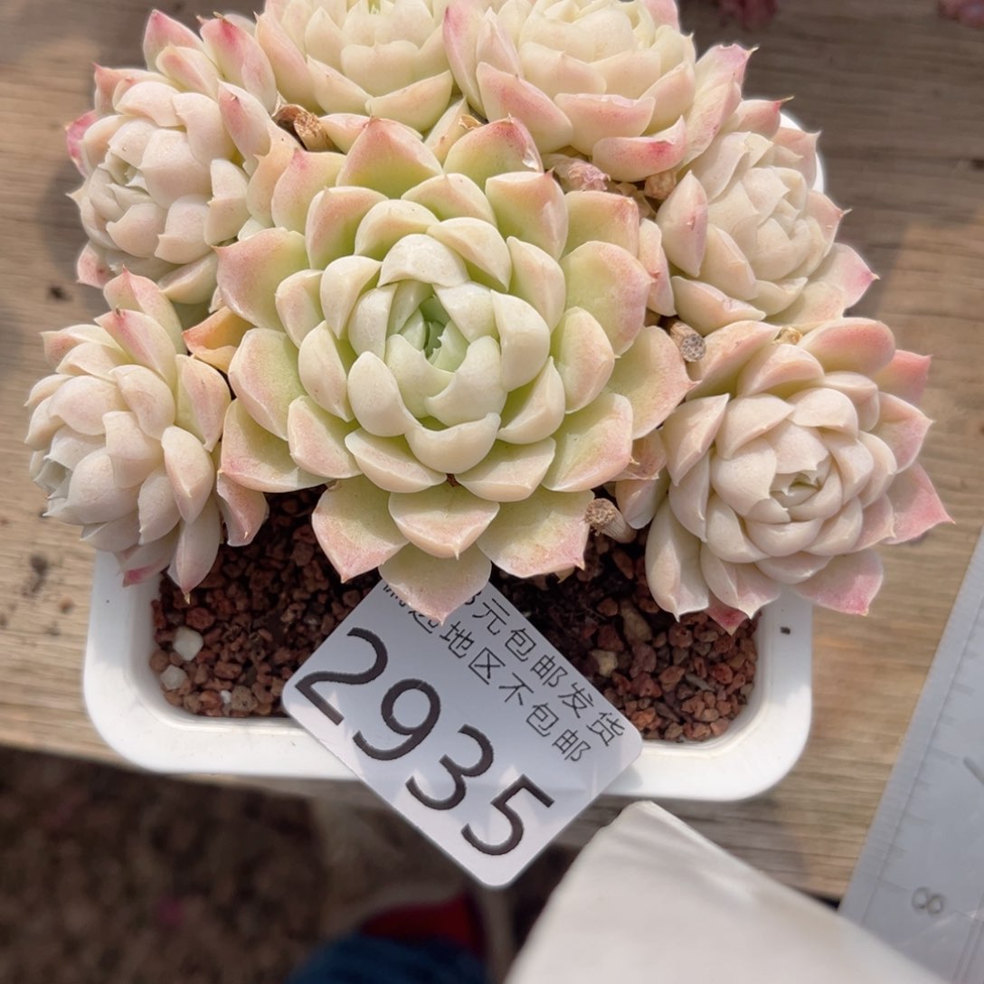 2935:（d g g g g h