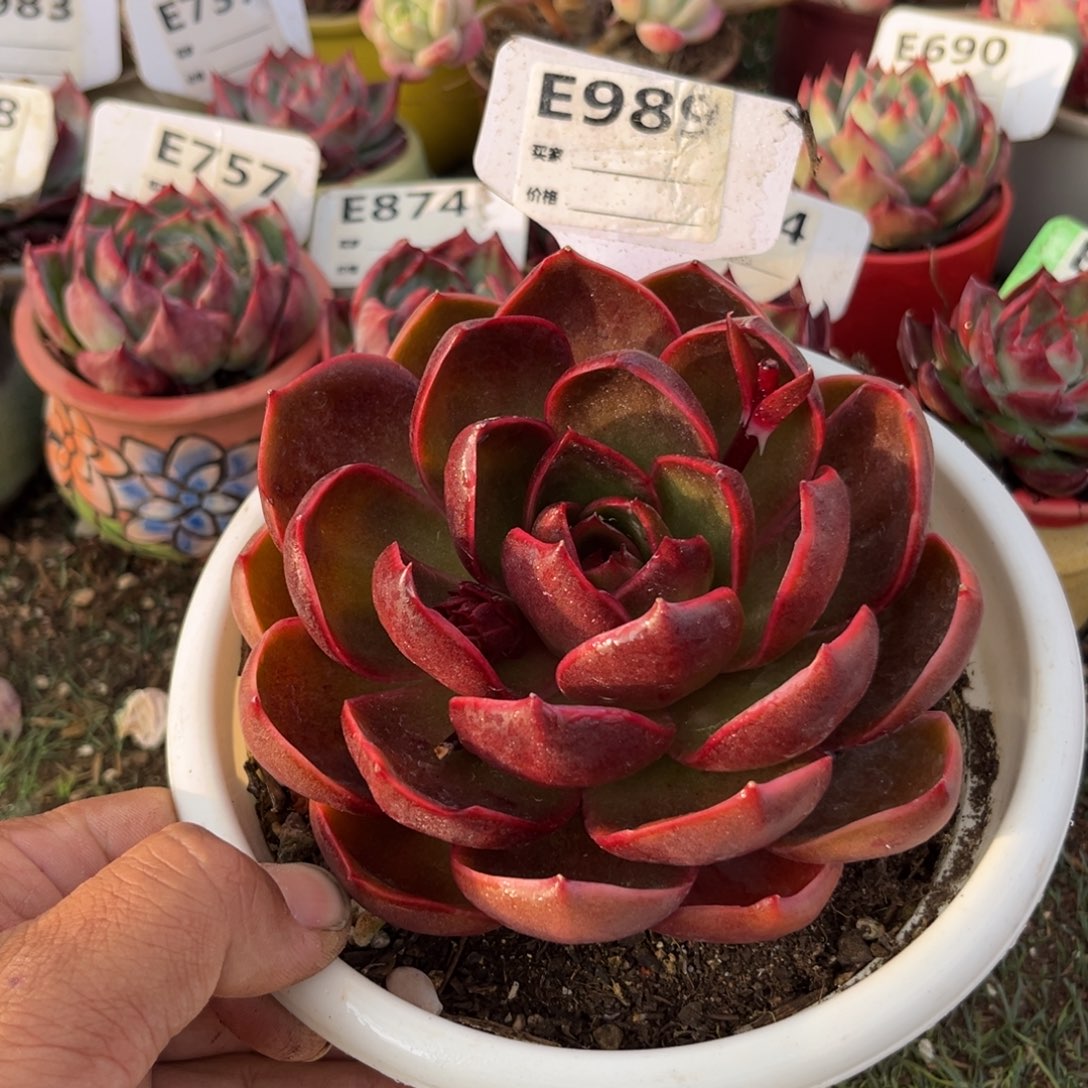 红灯多肉植物989号